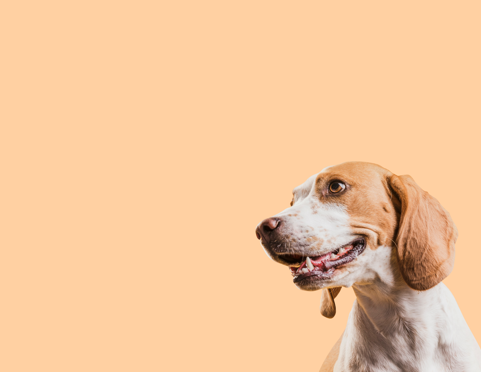 Kindred Convenient DropOff Service Kindred Pet Care